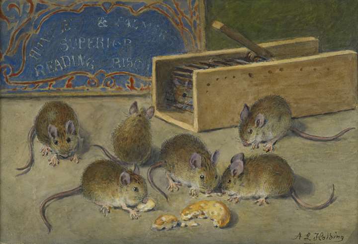 When the cat's away, the mice will play